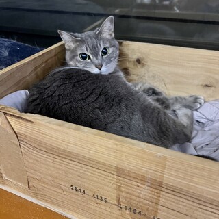 【急募！】グレーの鍵尻尾ツンデレ　10歳女の子