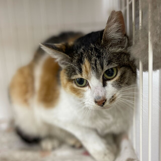 姫子⭐︎三毛猫⭐︎人慣れ訓練中⭐︎美猫