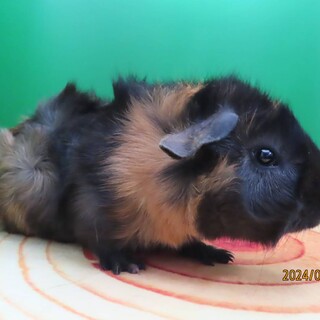 5月生まれ、6月生まれのモルモットの子供