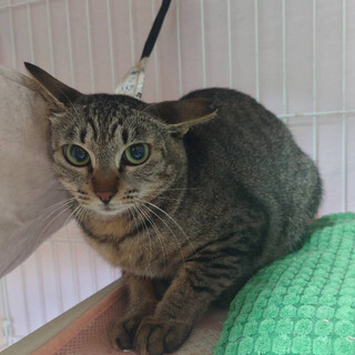 キジトラ⭐︎りぼんちゃん⭐︎人慣れ訓練中⭐︎