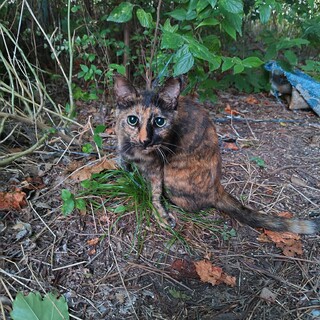 【助けてください】廃屋で独りぼっちのサビの女の子