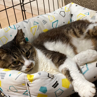 のんびりマイペースなシニア⭐︎うらら⭐︎キジシロ