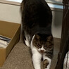 のんびりマイペースなシニア⭐︎うらら⭐︎キジシロ サムネイル2