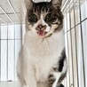 のんびりマイペースなシニア⭐︎うらら⭐︎キジシロ サムネイル5