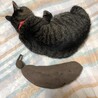 の写真