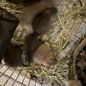 デグー里親募集