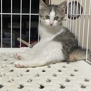 優しくて穏やか！美猫のりんりんちゃん