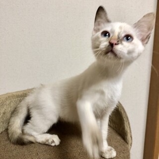 ありがとうございました★シャムMIXおたふくちゃん