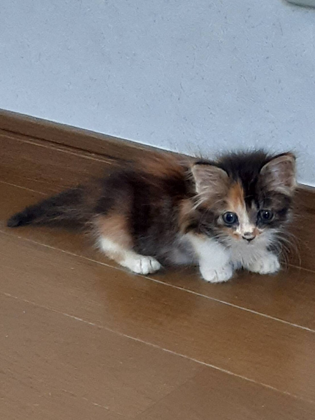 超可愛い、ふわふわの三毛」山口県 - 猫の里親募集(497412