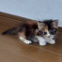 超可愛い、ふわふわの三毛猫　このはちゃん