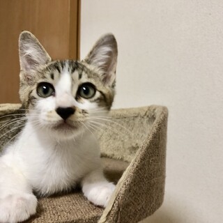 ありがとうございました★雉白のダイズくん