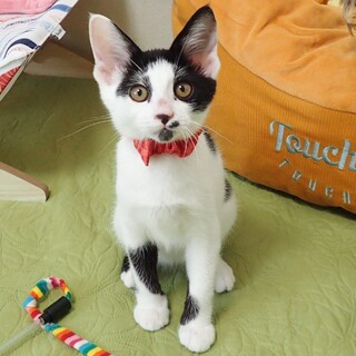 【8/18東銀座】若葉ちゃん★3ヶ月半♪