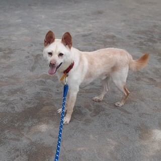 元気印のおじいちゃん犬