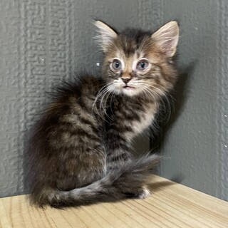 【4兄弟】長毛ちゃん