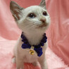 ブルーアイ♪シャムMIX『ユキちゃん』３ヶ月 サムネイル3