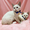 ブルーアイ♪シャムMIX『ユキちゃん』３ヶ月 サムネイル4
