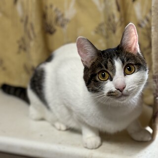 【9/14東銀座】カンナちゃん★3歳♪