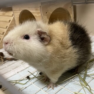 ★急募★ テディモルモット 1歳 オス