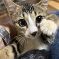 綺麗な顔立ちキジシロ　トライアル中