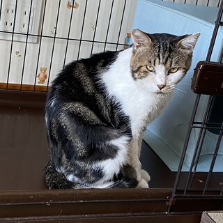 怪我猫★きれいな毛色の３歳オス