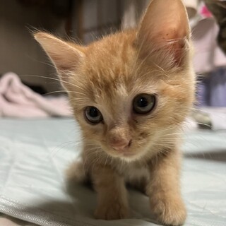 生後１ヶ月半くらいの猫ちゃんの里親さん募集！
