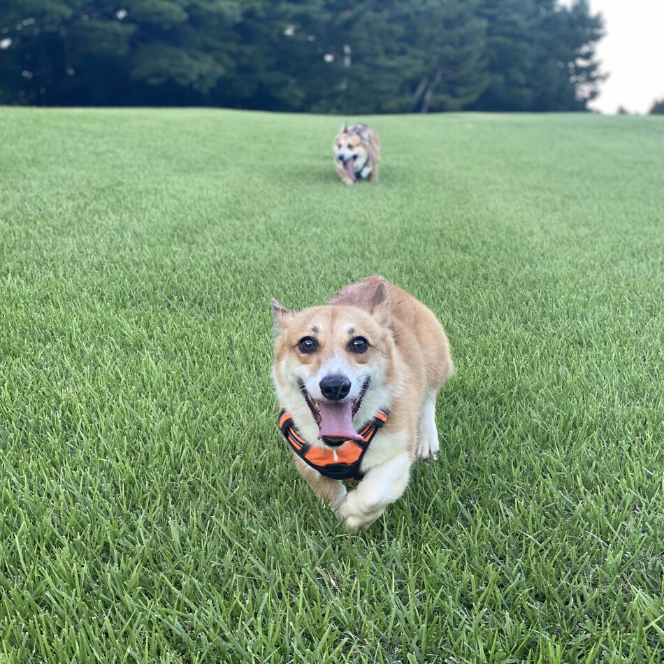 ジンちゃん(コーギー3歳オス)のカバー写真