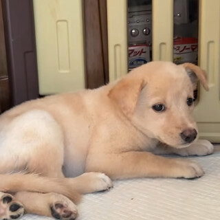 生後2か月仔犬女の子