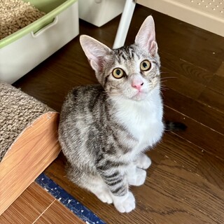 【8/18譲渡会】4兄弟・れんくん