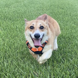 (現在ご相談中)甘えん坊で可愛いコーギー3歳オス