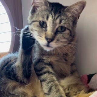 おしとやかで控えめなくらげちゃん