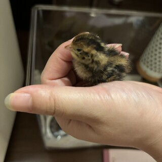 里親さんが見つかりました。