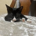 人懐こく甘えん坊 ニャン太くん