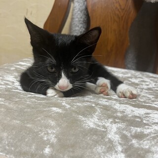 人懐こく甘えん坊 ニャン太くん