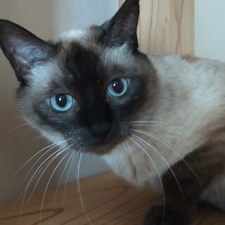 ♥シャム猫「チーコ」♥ビビリな性格です♥