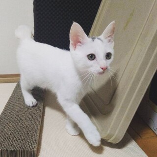 元気いっぱいな白猫くん
