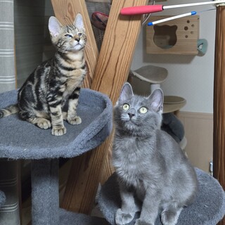 兄弟の分まで生きてね！ベタベタ系洋風猫