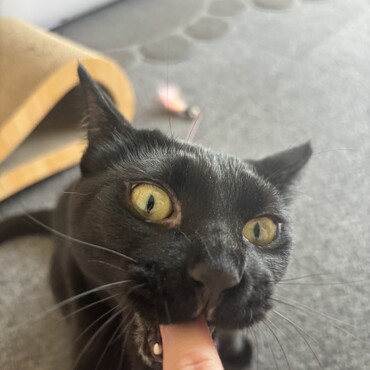 ブラッシングした後ブラシに付いた毛は食べちゃダメってお説教してたら逆ギレしたネッコ