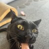 ブラッシングした後ブラシに付いた毛は食べちゃダメってお説教してたら逆ギレしたネッコ