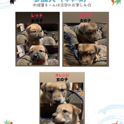 雑種の仔犬の譲渡会 サムネイル2