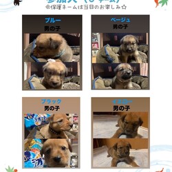 雑種の仔犬の譲渡会 サムネイル3