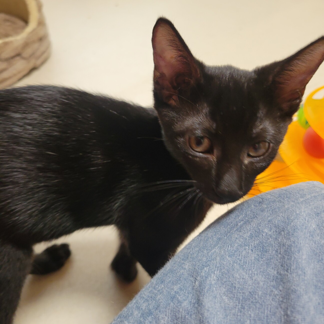 イケニャン黒猫★かりんとう君 サムネイル2