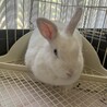 急募 うさぎ3羽の里親募集 サムネイル2
