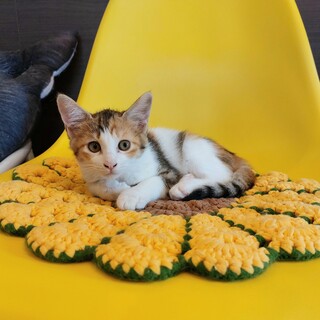 ぽっちゃりかなでちゃん