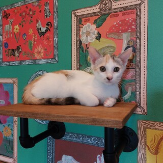 鼻の黒いはなちゃん