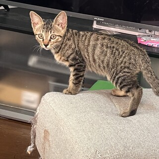 キジトラ子猫の男の子②
