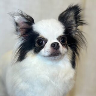 チワワ、キララの家族を募集します。