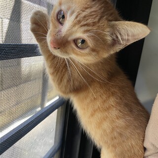 うちに迷い込んできました‼︎里親になって下さい