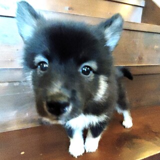 真っ黒で白い手袋をつけている男の子『サンジ』♂