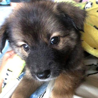 甘えん坊で人が大好きな男の子『チョッパー』♂