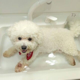 ビションフリーゼ、わたあめの家族を募集します。